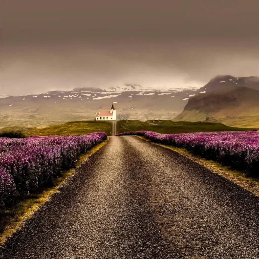 longue route bordée de fleurs de lupin violettes éclatantes, sur un fond montagneux maussade et couvert de nuages.