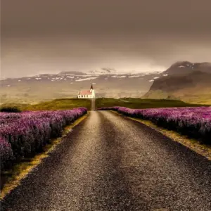 longue route bordée de fleurs de lupin violettes éclatantes, sur un fond montagneux maussade et couvert de nuages.