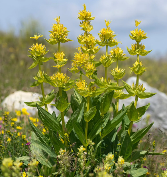 Gentian shoot very present in the Mont Mézenc region