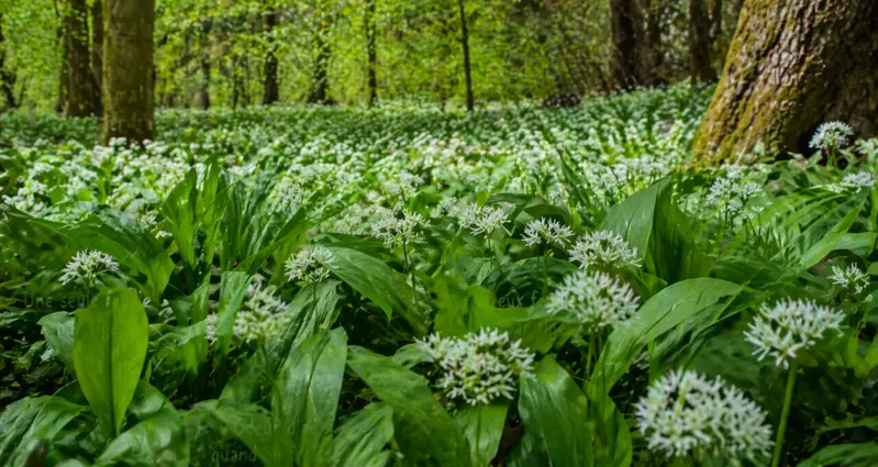 Champ d’ail des ours en sous-bois au printemps dans le Mézenc, tapis de feuilles vertes et fleurs blanches sauvages