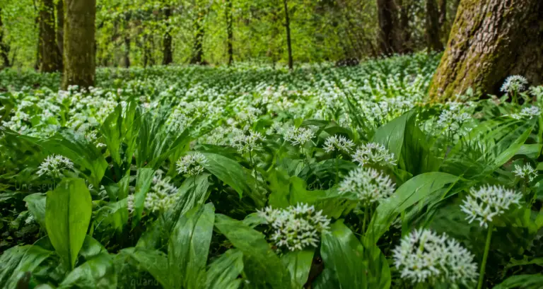 Champ d’ail des ours en sous-bois au printemps dans le Mézenc, tapis de feuilles vertes et fleurs blanches sauvages